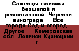 Саженцы ежевики безшипой и ремонтантной. Черенки винограда . - Все города Сад и огород » Другое   . Кемеровская обл.,Ленинск-Кузнецкий г.